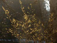 Hamamelis zn 2015 02 07 3072